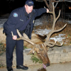 Furor over elk shooting by Boulder police