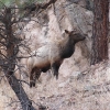Elk in the shadow of Red Rocks